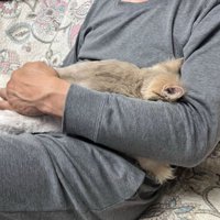 抱かれている猫