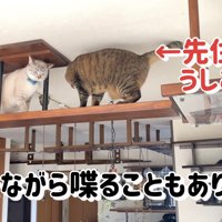 キャットウォークにいる猫たち