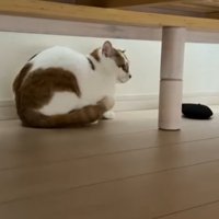 猫の様子