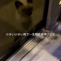 外から家を見ている猫