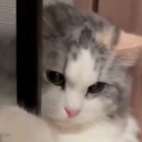 不機嫌そうな表情を浮かべる猫の顔のアップ