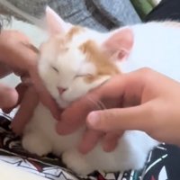マッサージされる猫