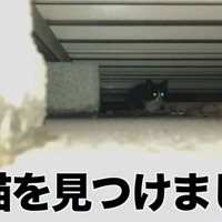 床下にいる子猫