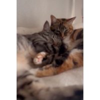 寄り添う猫たち