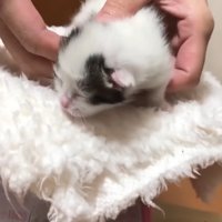白い布に乗せられる子猫