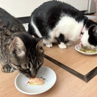 並んでごはんを食べる2匹の猫
