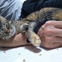 腕枕してもらう猫