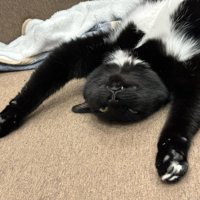 仰向けになっている白黒猫の顔