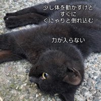 目を開けて倒れている猫