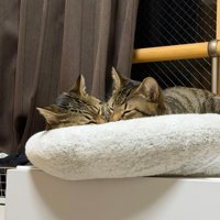 顔を寄せて寝る2匹の猫