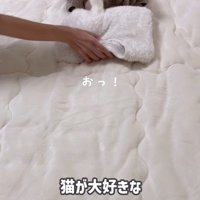 ふみふみしている猫