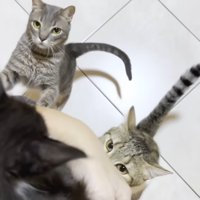 抱いている子猫と子猫を見ようとする猫達