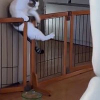 柵の隙間に足を滑らせる猫