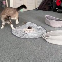 おもちゃで遊ぶ猫