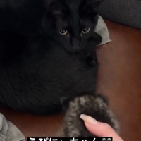 子猫を見る黒猫