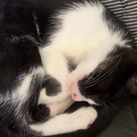 丸まって寝る子猫