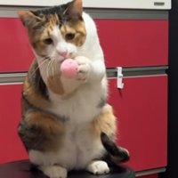 掴んだボールを見つめる猫