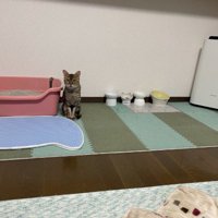 少しずつ近づいてくる猫