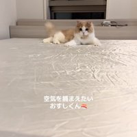 伏せをしたまま上半身を捻ってカメラの方を見つめる猫（尻尾上向き）