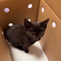 ダンボールの中に座る子猫