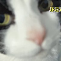 「ふごふご」のテロップ写真