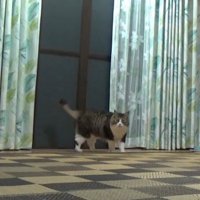 猫が名前を呼ばれて立ち上がった瞬間