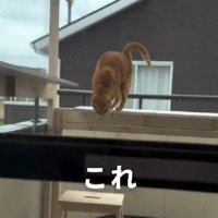 テラスの猫