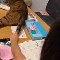 宿題をしている子どもと目の前で横になっている猫