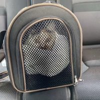 キャリーの中に入っているミケ猫