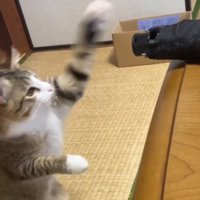 傘に向かって前足を伸ばす猫