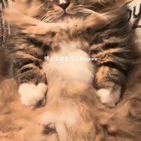 仰向けの猫