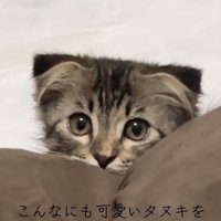 茶色いクッションの後ろから顔を覗かせている子猫