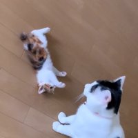 寝転がる子猫と座っている猫