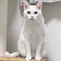 棚の上に座って飼い主を見つめる猫
