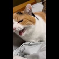 斜めになってニャー