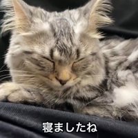 膝の上で眠る猫