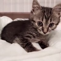 立ち上がる子猫