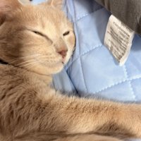 気持ちよさそうに目を細める茶トラの顔
