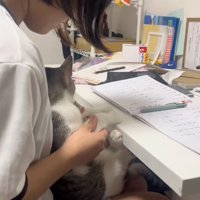 抱かれる猫