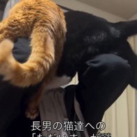 2匹の猫を顔の近くに引き寄せる男の子
