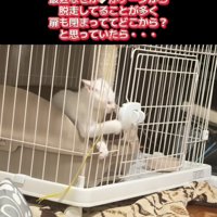 ケージから前足を出す子猫