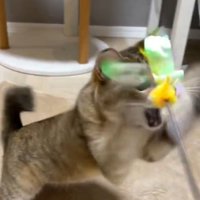 おもちゃに食らいつく猫（顔におもちゃがかかっている）