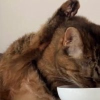 ご飯を食べている猫