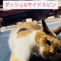 飼い主さんの前でゴロンする看板猫