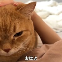おはよ