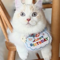 誕生日のスタイをつける猫
