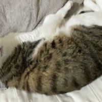 おしりを触る飼い主さん