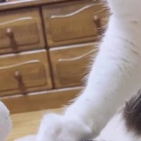 ぬいぐるみを触る猫