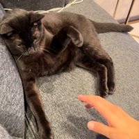 人の手を警戒する猫