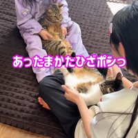 手で膝にタッチする2匹の猫